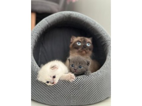 Dünya güzeli zeki titiz scottish fold kızıma yuva arıyoruz