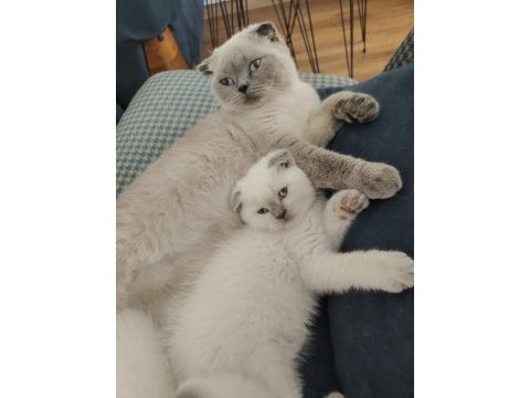 Scottish fold kedimize yuva aranıyor
