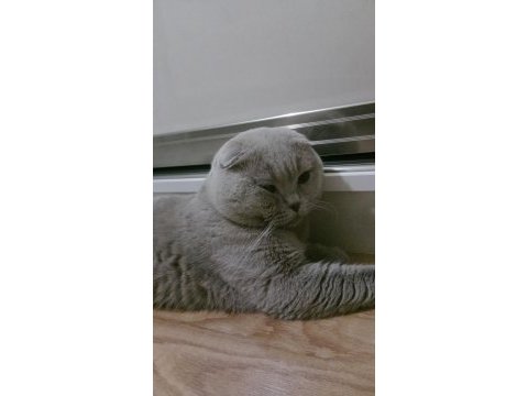 Erkek scottish fold cins