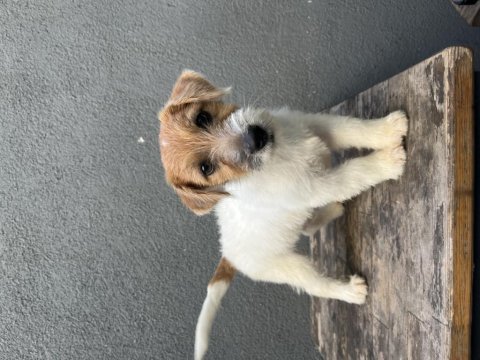 Şecereli jack russell terrier erkek