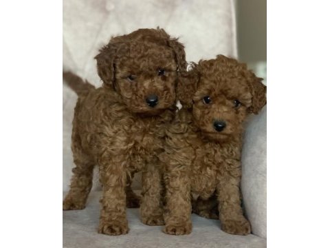 Red brown kore kani poodle yavrular