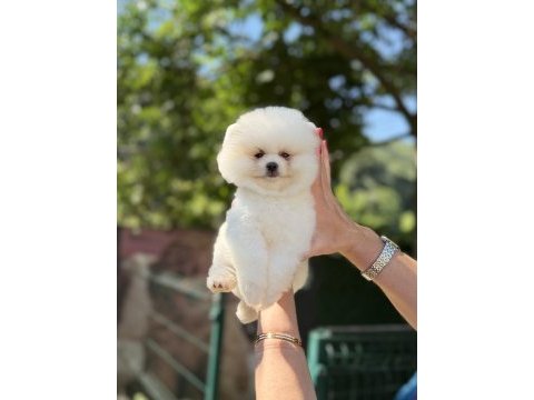 Üst düzey ayıcık pomeranian boo