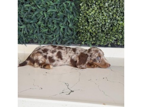 Dapple merle mini dachshund longhair