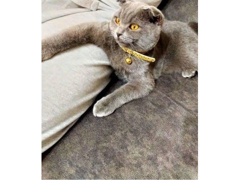 Sahiplendirilecek scottish fold