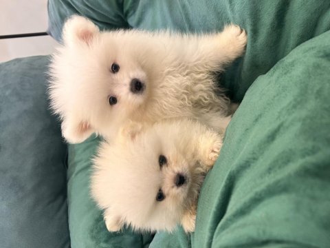 Kar beyaz pomeranian bebekler