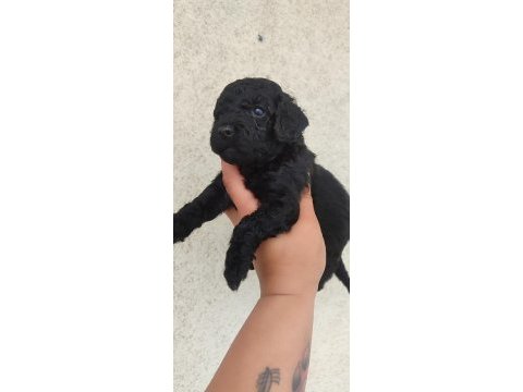 Siyah poodle inci gibi güzellikler