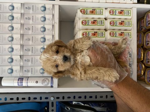 Particolor poodle yavrular yeni evini bekliyor