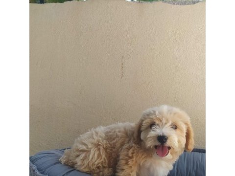 Teslime hazır maltipoo yavrularımız