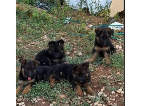 Orjinal alman çoban köpeği (alman kurdu) yavrusu