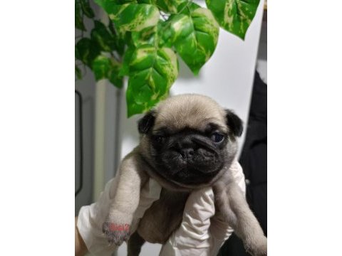 Pug mops yavrular üst düzey