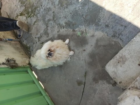 Pekinez oğlumuz bulut yeni yuvasını arıyor