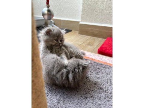 British longhair - british shorthair