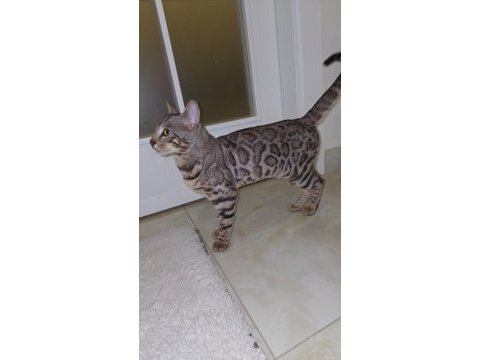 11-12 aylık sağlıklı bengal kedisi