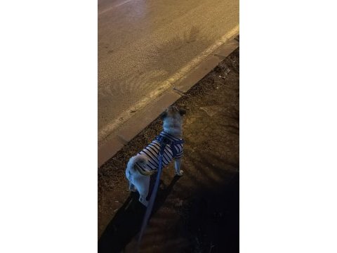 2 yaşında erkek pug mops