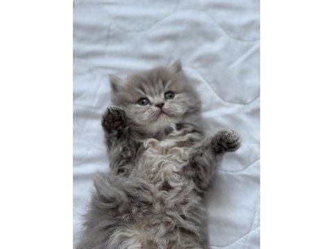 British longhair kedisi