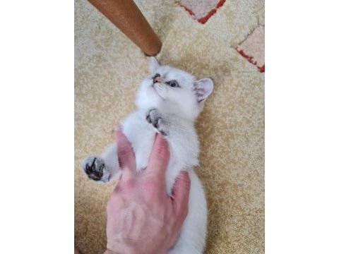 British longhair bebekler