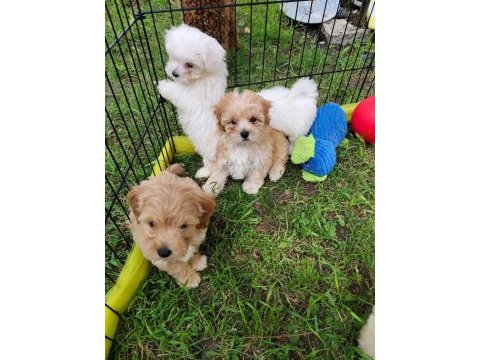 Maltipoo miniklerimiz