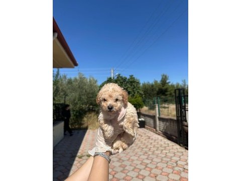 Erkek orijinal toy poodle