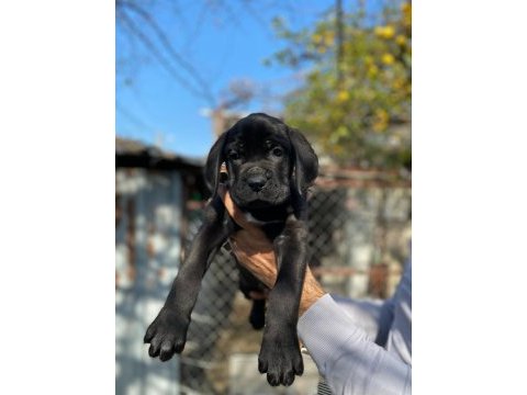 Show kalitede perfect cane corso puppies