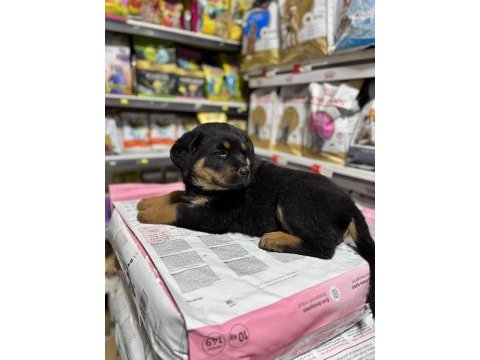 Rottweiler yavrular gelecegin dev adaylari