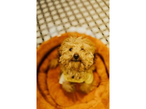 1 yaşında erkek toy poodle