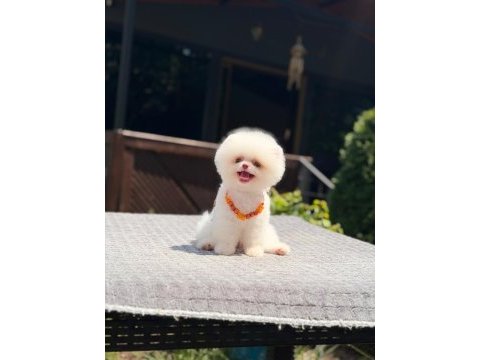 Yavru pomeranian boo köpeklerimiz