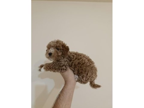 Kıvırcık dişi maltipoo bebek