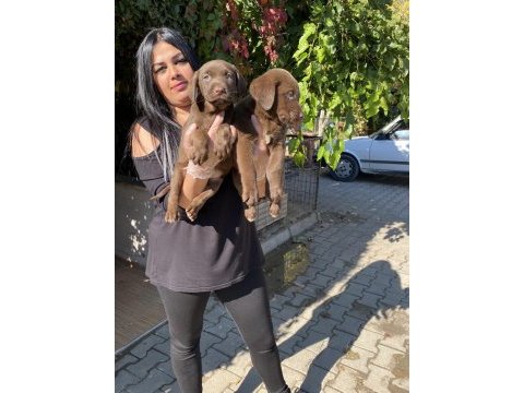 Üst kalite labrador yavrularım