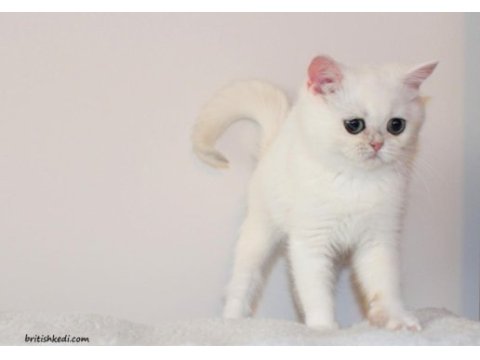 Kar prensesi zümrüt gözlü british shorthair bebek
