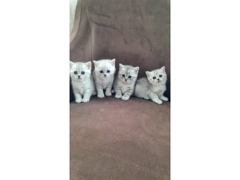 British shorthair silver yavrularımız