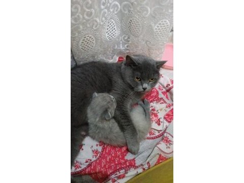Ücretli sahiplendirme scottish fold