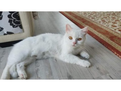 Beyaz british shorthair
