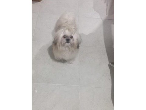 Ücretsiz şitsu köpeğimiz