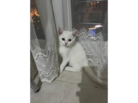 Beyaz british 2.5 aylık