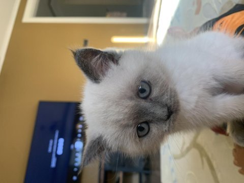 2 aylık tuvalet alışkanlığı kazanmış durumda scottish fold