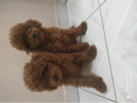 6 aylık bir karışa yakın kore poodle köpekler