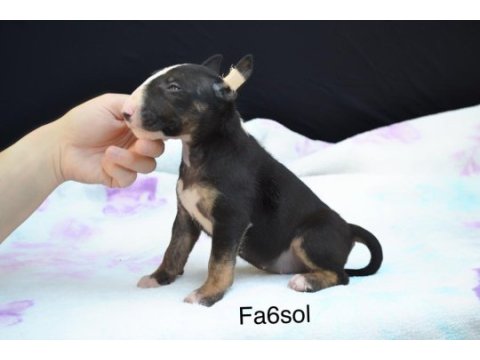 A class şecereli bull terrier türkiye şampiyonu çocukları