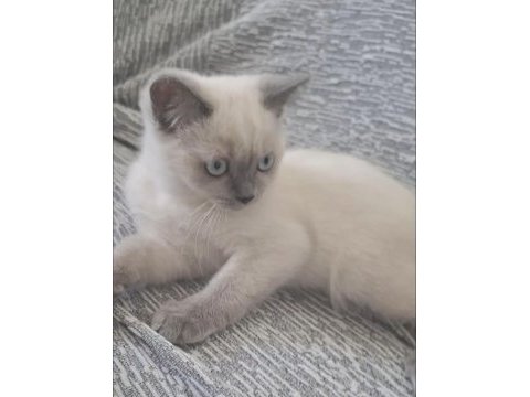 British blue point kedi