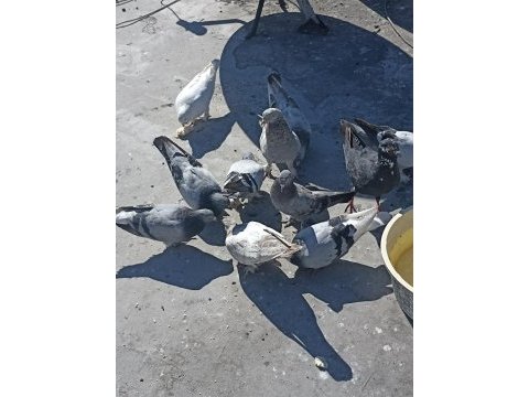 Acilen elinde 13 adet kuş var uygun fiyata verecem