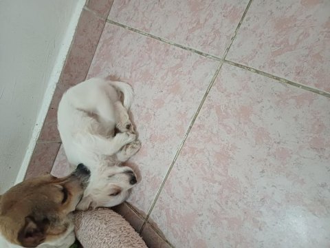 Jack russell anne ,malta terrier baba