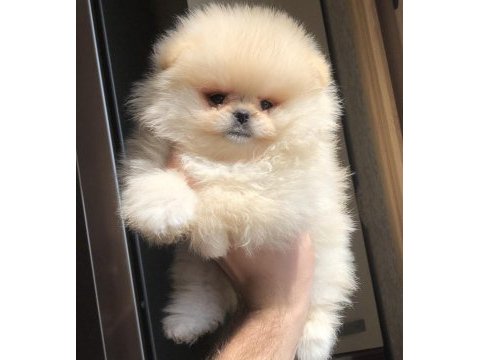 2.5 aylık 2 dişi pomeranian boo üst kalite