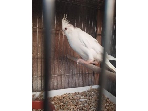 Sultan papağanı 2 aylık