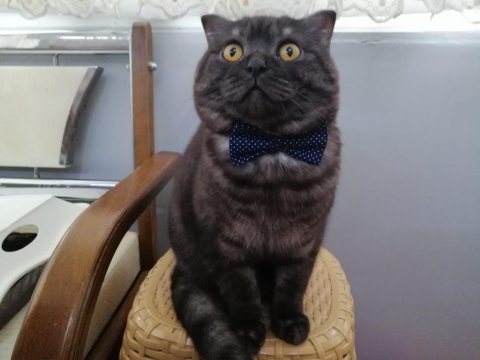 Scottish fold kedimiz ücretsiz