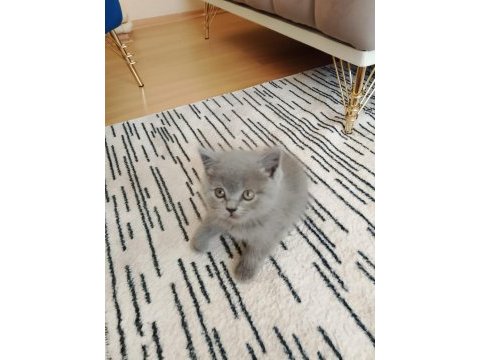 A kalite british shorthair yavru sahiplendirilecek