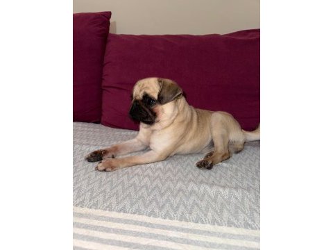 Uyguna safkan a+ kalite pug mops şu an kızanda