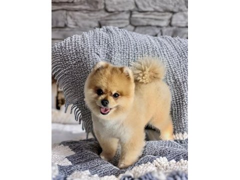 Pomeranian boo ayı surat yavrular