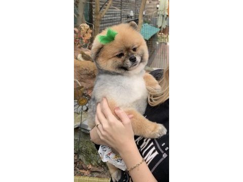 Sınıfının en iyisi pomeranian