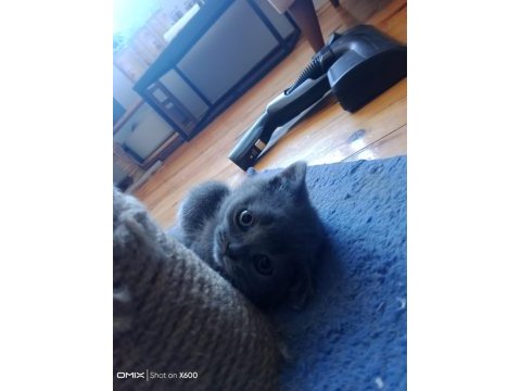 Son iki yavru british shorthair