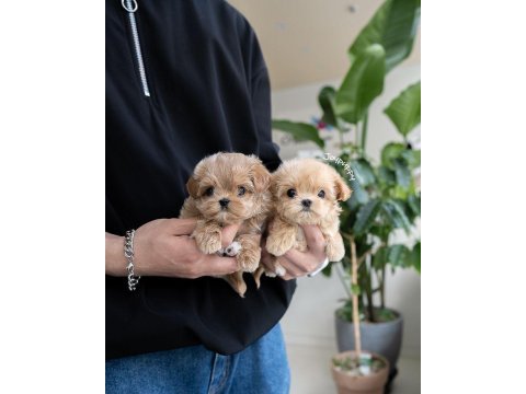 Mini boy maltipoo bebekler