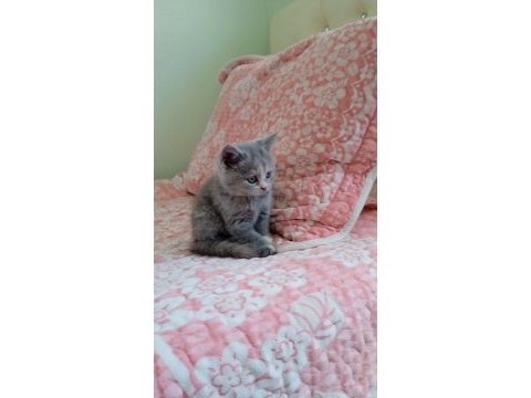 2 aylık british shorthair